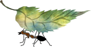 Bára - mravenec a list